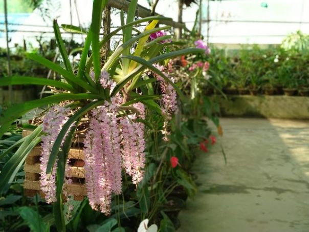 Orchid Park-5
